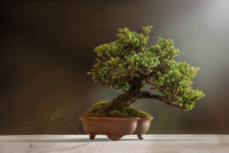 Bonsai Trees