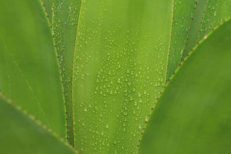 Aloe Vera plant