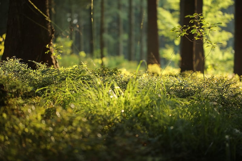 Moss Fern Forest