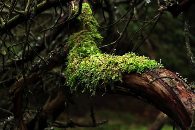 Moss Forest Green Leaves