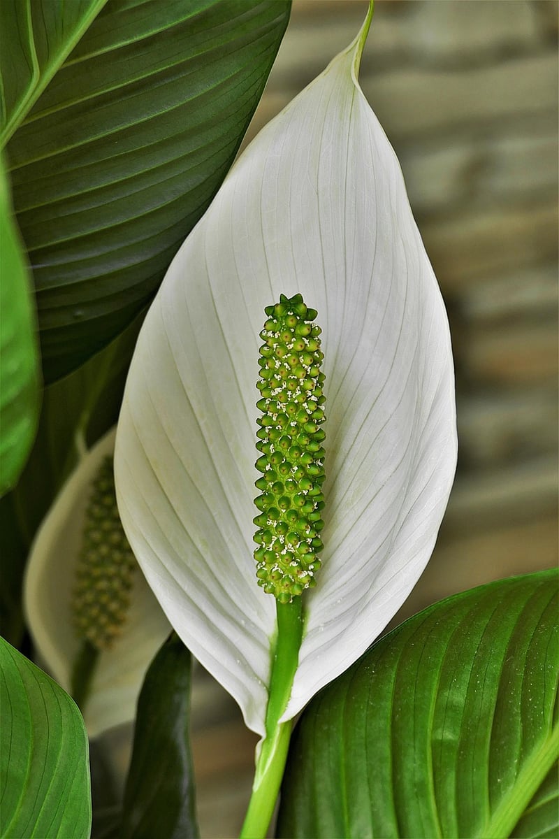 Peace Lily plant